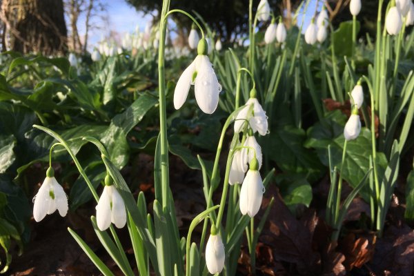 Snowdrops