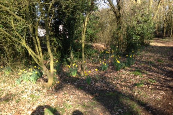 Spring in the Spinney on Kings Walk